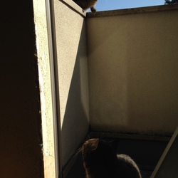 キャラ被りの２匹。