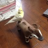 もとりんく