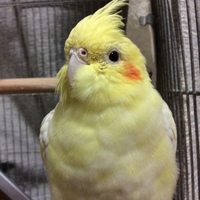 ピー太郎