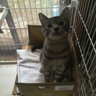 可愛い❤ｼﾏﾈｺいちごくん