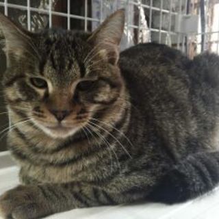 可愛い❤キジトラのチャビくん