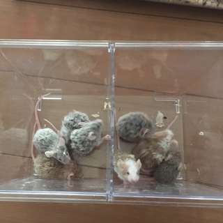 テディマウスの里親募集