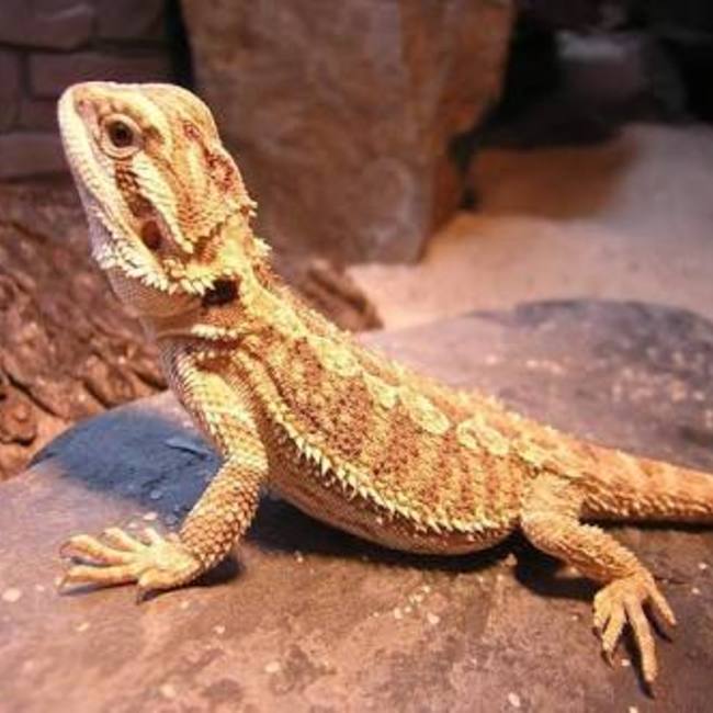 たぐー(๑•̀ㅂ•́)و✧のカバー写真