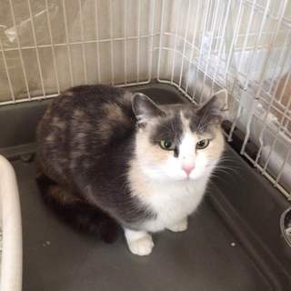 穏やかなパステル三毛ちゃん