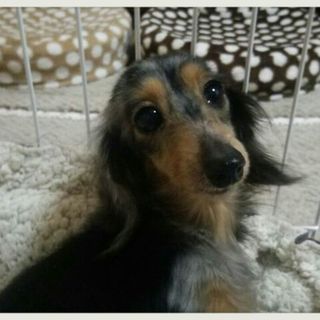 ☆おれお☆里親さま決定☆