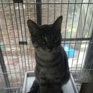 シマシマ柄のレモンちゃん