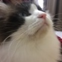 ツンデレのイケメンくんです。