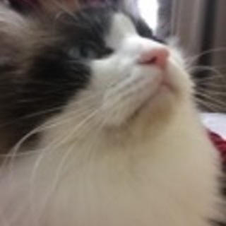 ツンデレのイケメンくんです。