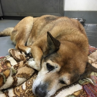 迷子なのにお迎えがなかったお銀ちゃん