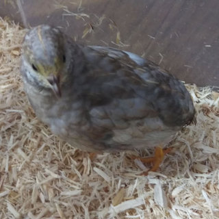 【急募】ヒメウズラ（生後一ヶ月）