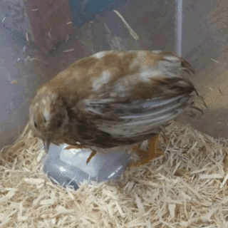 【急募】ヒメウズラ（生後一ヶ月）