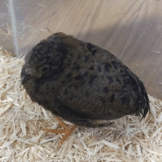 【急募】ヒメウズラ（生後一ヶ月）