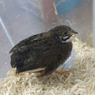 【急募】ヒメウズラ（生後一ヶ月）