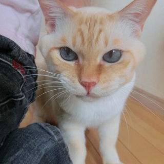 ブルーアイ「バロン君」(一時停止）