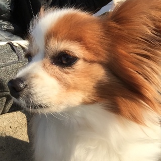 とても人懐っこいパピヨン♀です^o^