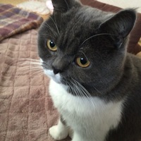 にゃんにゃ