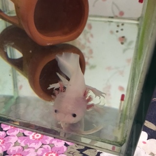 素敵な里親様が決まりました。