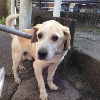 骨太ですが愛嬌のあるわんこ