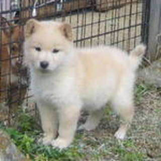 ふわふわメルモちゃん素敵な里親様に巡り会いました