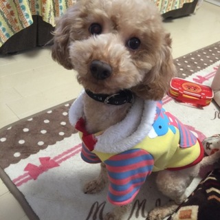 無事里親様が見つかりました！