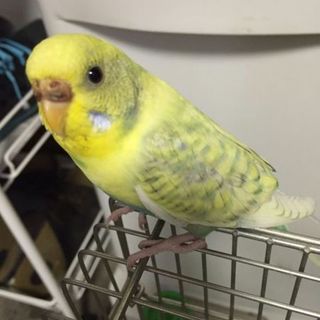 セキセイインコ（メス生後約１年）の里親募集