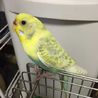 セキセイインコ（メス生後約１年）の里親募集 サムネイル2