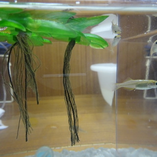 ヒメダカ6匹里親募集