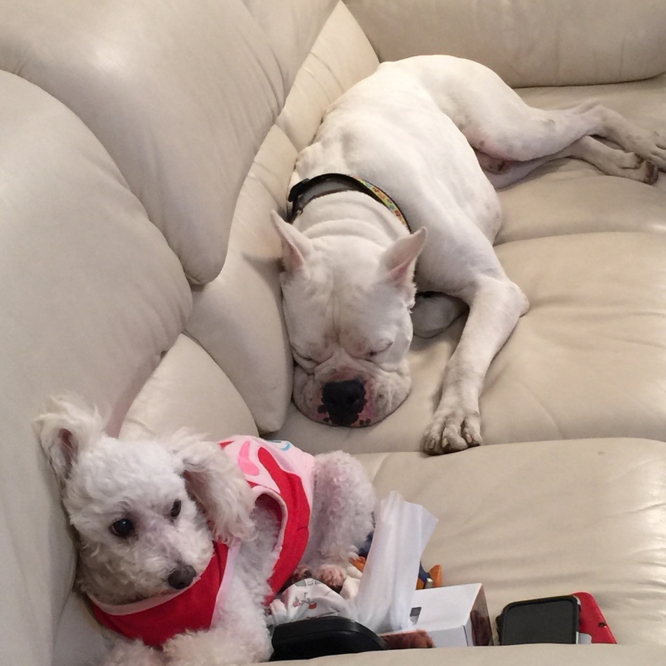 ウィルのカバー写真