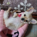 ☆★にいなの里親募集★☆