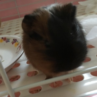 モルモット 2ヶ月女の子 里親になってください