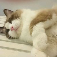 ぴの