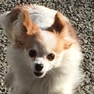 決定☆『にに』ちょっと警戒心有り、でもお膝が大好き