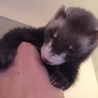 フェレットバイトに夢中で熊化してます…