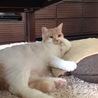 レタスサラダ