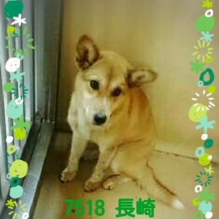 里親様が決まりました　ありがとうございました