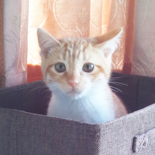 甘えん坊の茶トラくんです