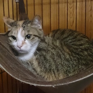 元気なミケです里親待っています