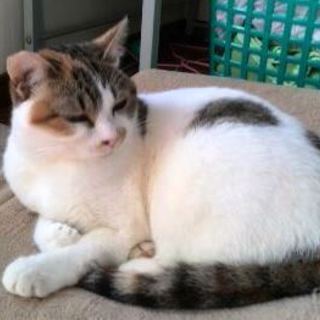 あみちゃん　ちょっとクールな女の子