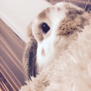 優しい飼い主さん募集