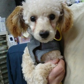 トイプードル女の子4ヶ月半