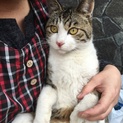 猫ちゃんの里親募集中☆