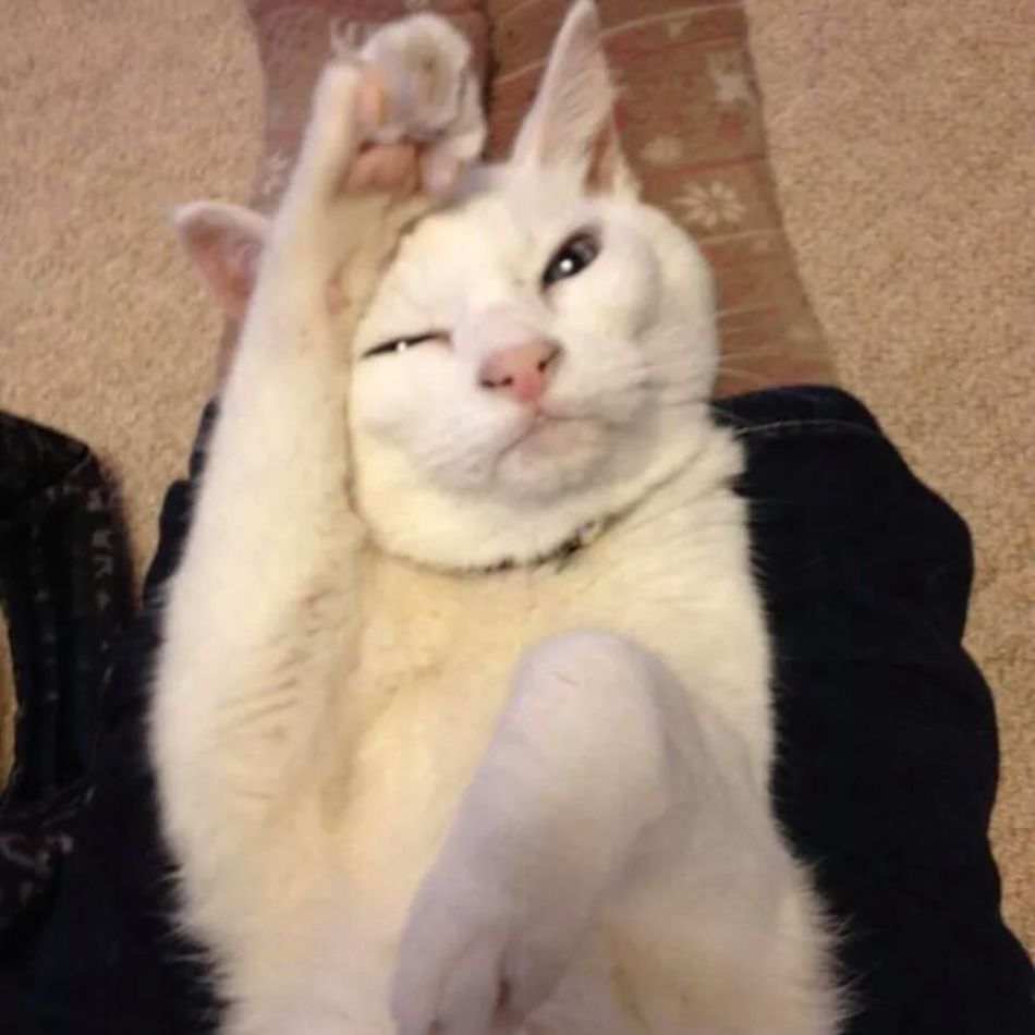 レミのカバー写真