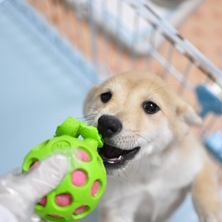こもも くっきり 東京都 犬の里親募集 ペットのおうち 月間利用者150万人