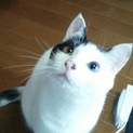 この子の家族になって下さい