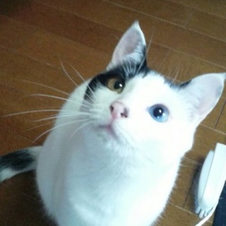 この子の家族になって下さい