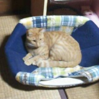 チャトラの女の子❤茶子熟女