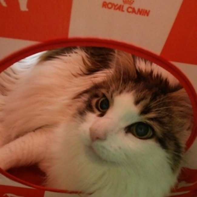 ポーキチのカバー写真