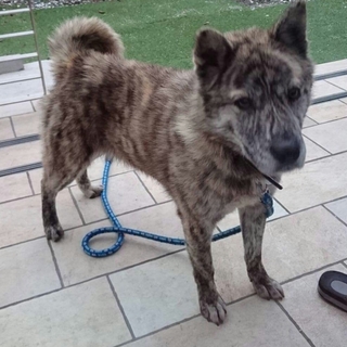 大型犬推定1才♡男の子里親募集