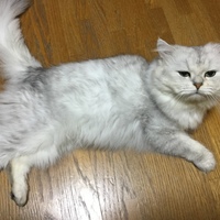 まやー