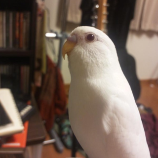 セキセイインコの里親募集